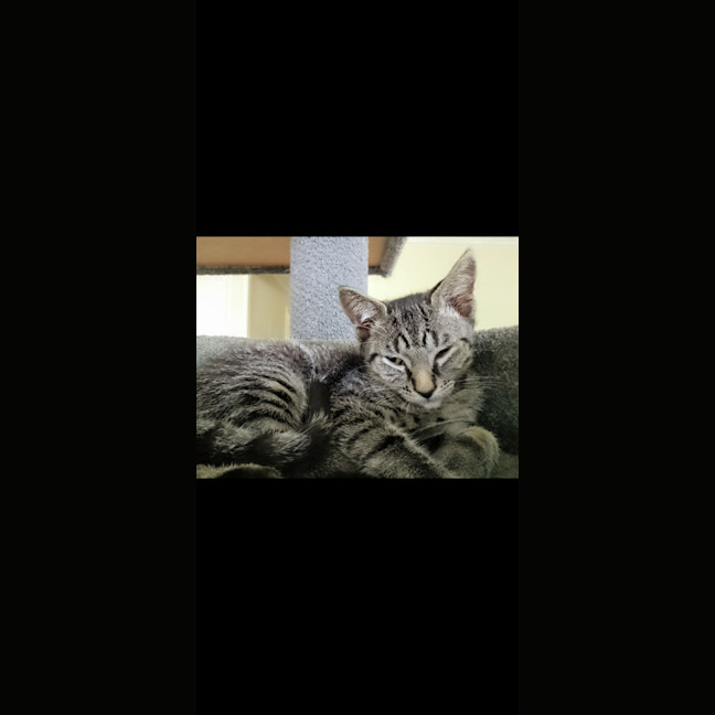 Photo of Henry