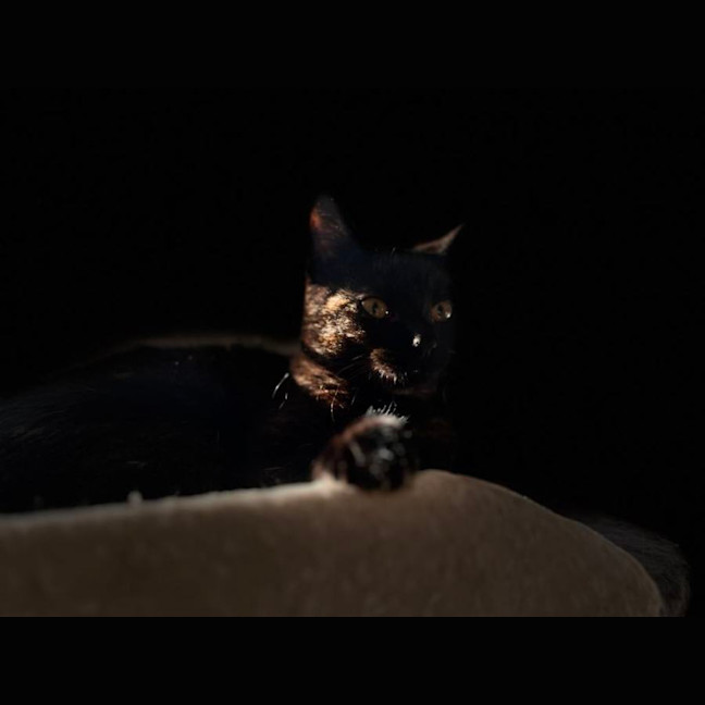 Photo of Piper   Located In Frankston