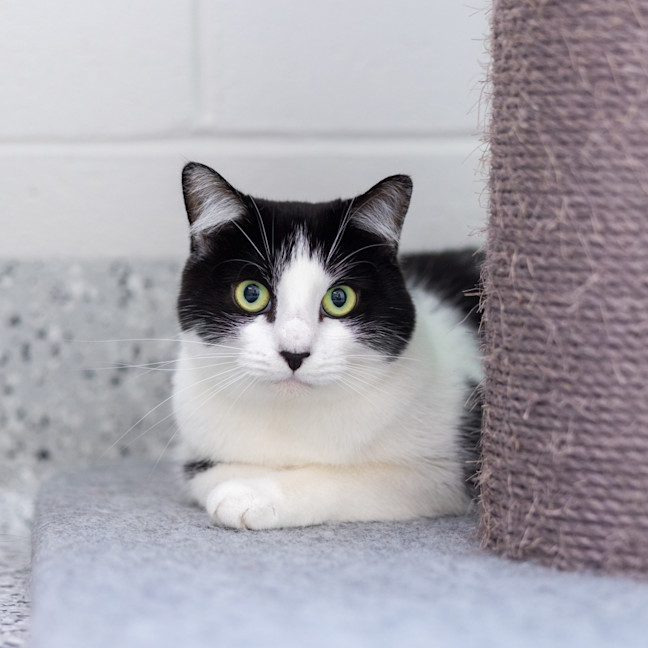 Photo of Maleficent (Millie)