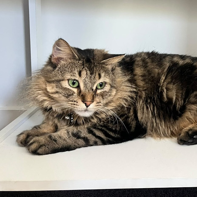 Photo of Pickles