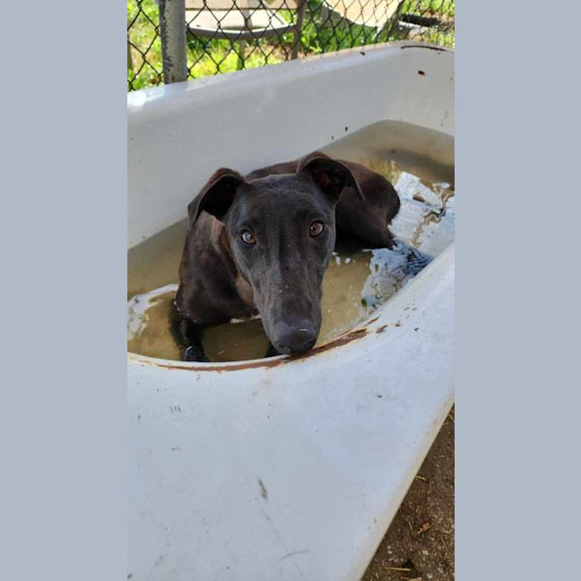 Photo of Tee. 26kg Cat Friendly