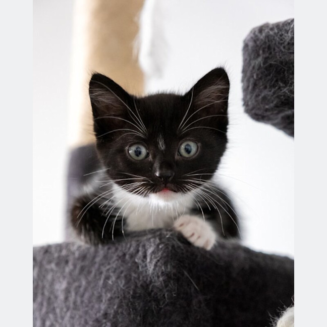 Photo of Rocket