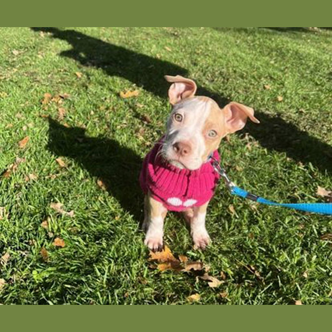 Photo of Trixie