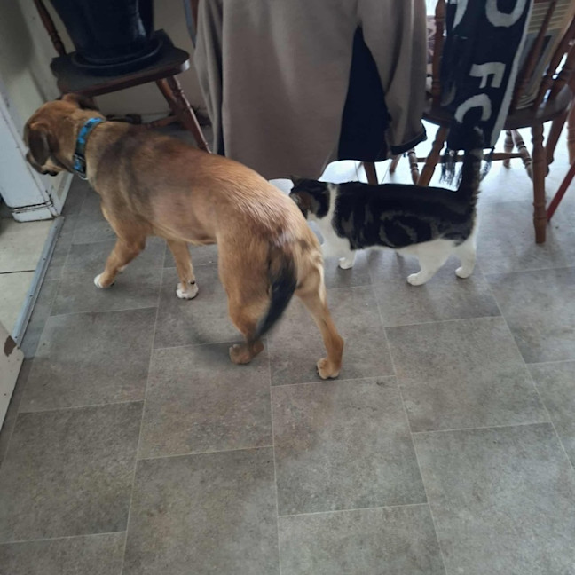 Photo of Maple 
