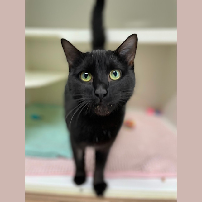 Photo of 👒 Salena 5556 👒