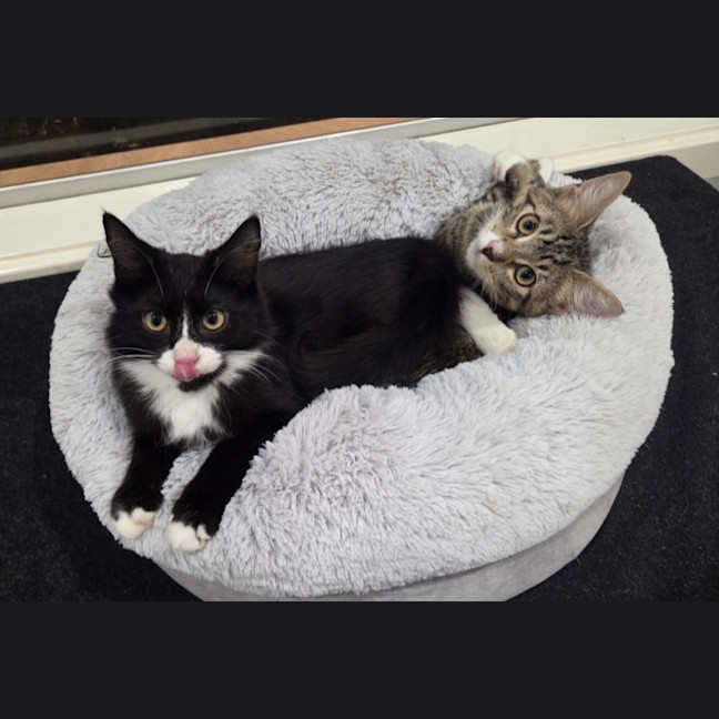 Photo of Harvey & Leo   5 Month Old Domestic Short Hair