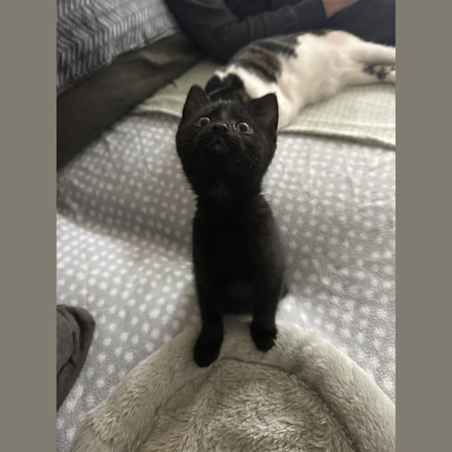 Photo of Nibbler