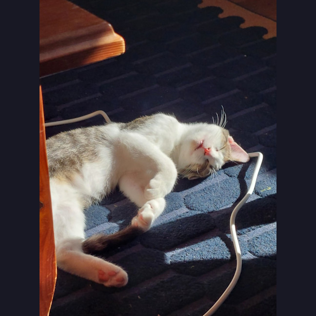 Photo of Toe Beans