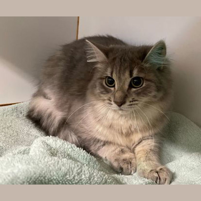 Photo of Pepper