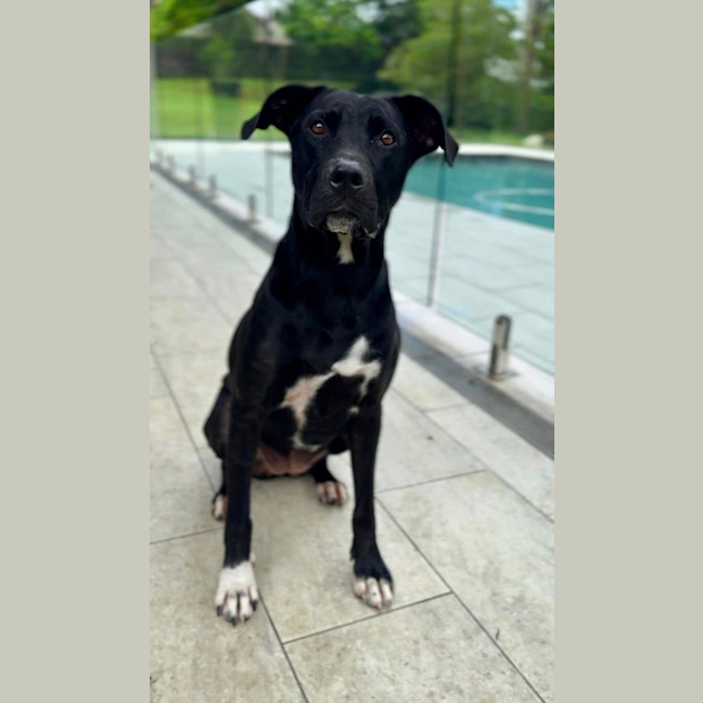 Photo of Tasha *$350 Adoption Fee*