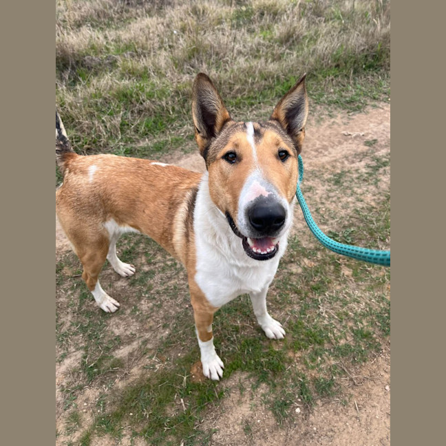 Photo of Koda