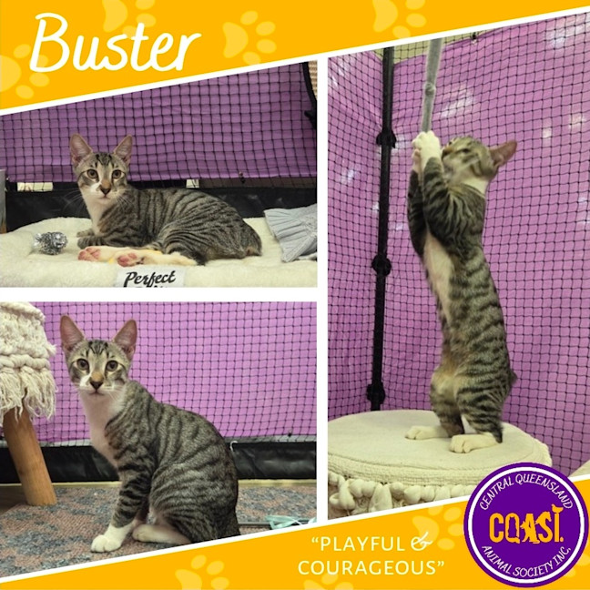 Photo of Buster