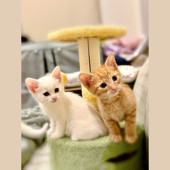 Photo of Air Fryer *Meet Me At Pet Stock Kingsford*