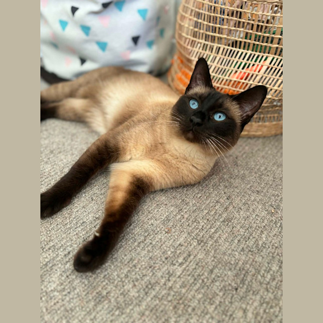 Photo of Cleo   In Foster Care In Riddells Creek