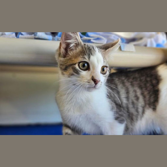 Photo of Honey
