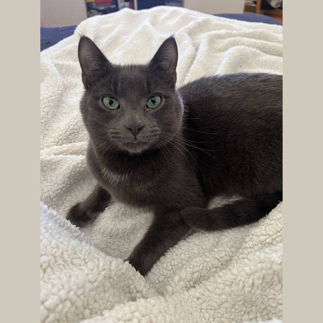 Photo of Ash (Bonded To Lyra)
