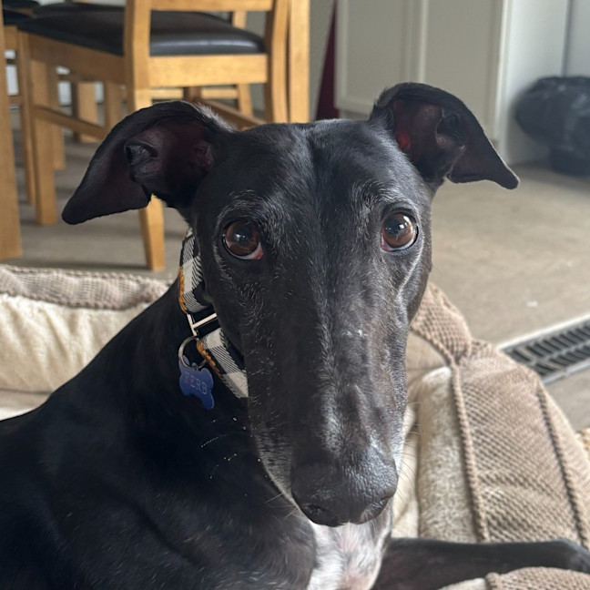 Photo of Ferb The Greyhound