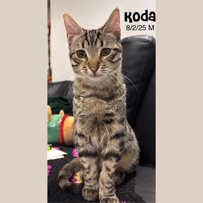Photo of Koda