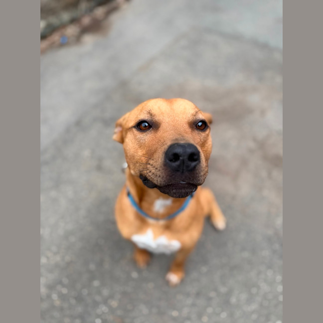 Photo of Chino