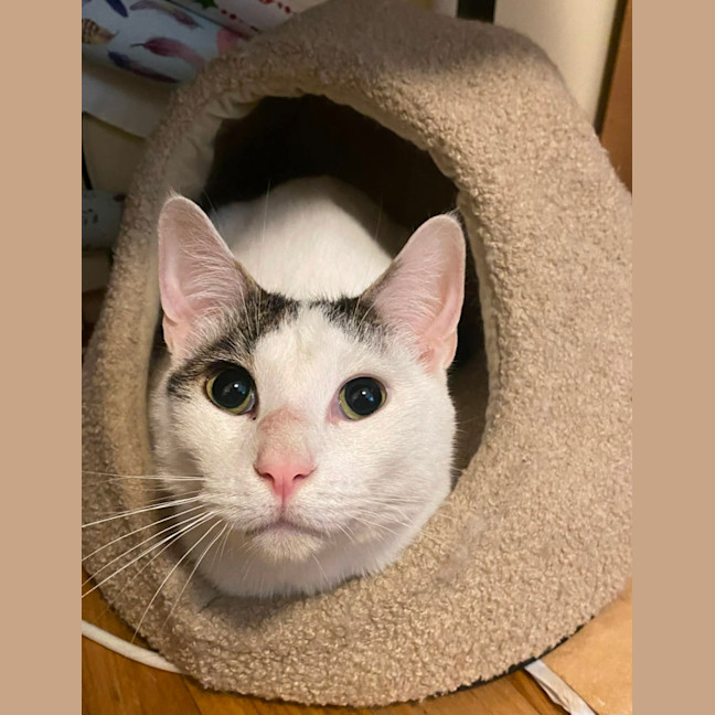Photo of Lucky *9 Lives Project Rescue*