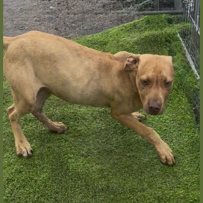 Photo of Sadie