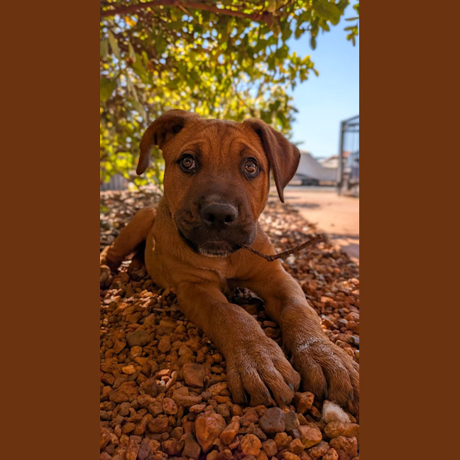 Photo of Ranger