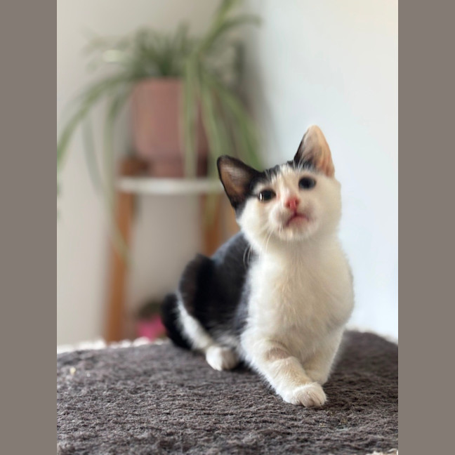 Photo of Kiwi Meet Me@Petstock Mornington Nepean Hwy 