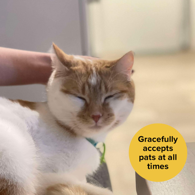 Photo of 👑Princess Gigi Von Tofu