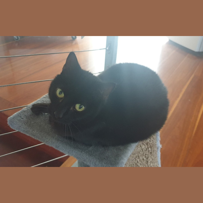 Photo of Bixie