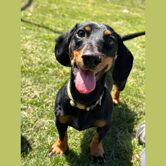 Photo of Diesel