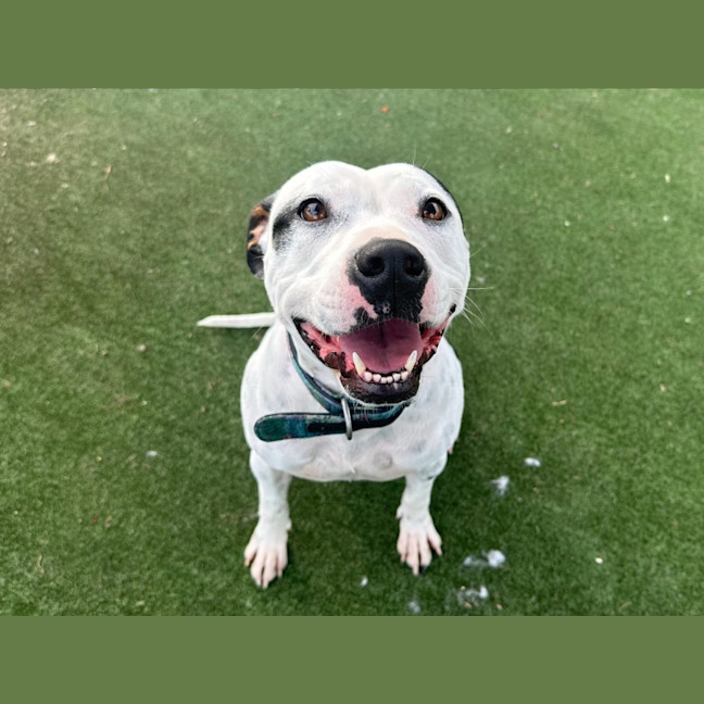 Photo of Chook Imp 1430