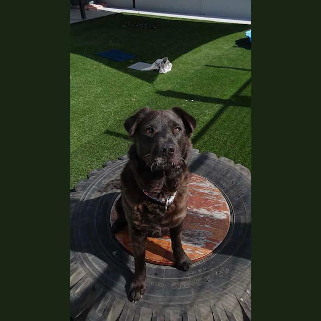 Photo of Bruno