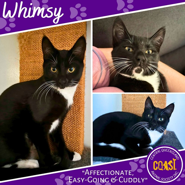Photo of Whimsy