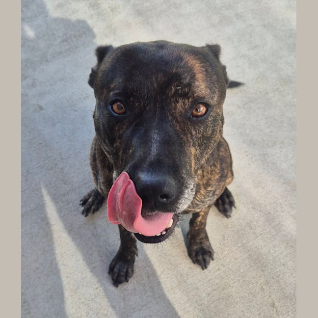 Photo of Chase (8999)