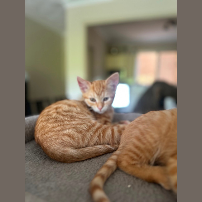 Photo of Maple And Honey