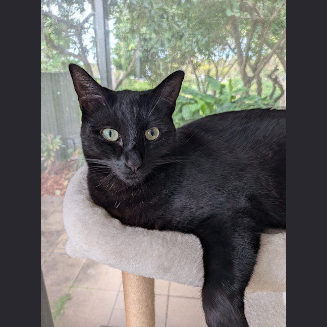 Photo of Nimzo