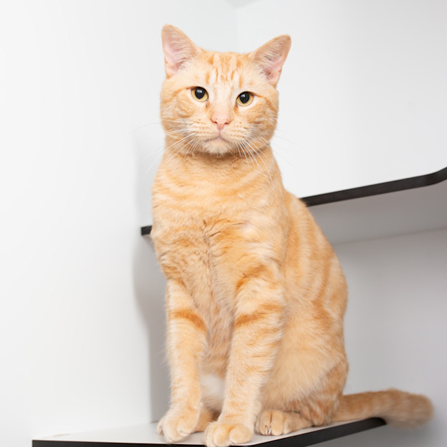 Photo of Grilled Cheese