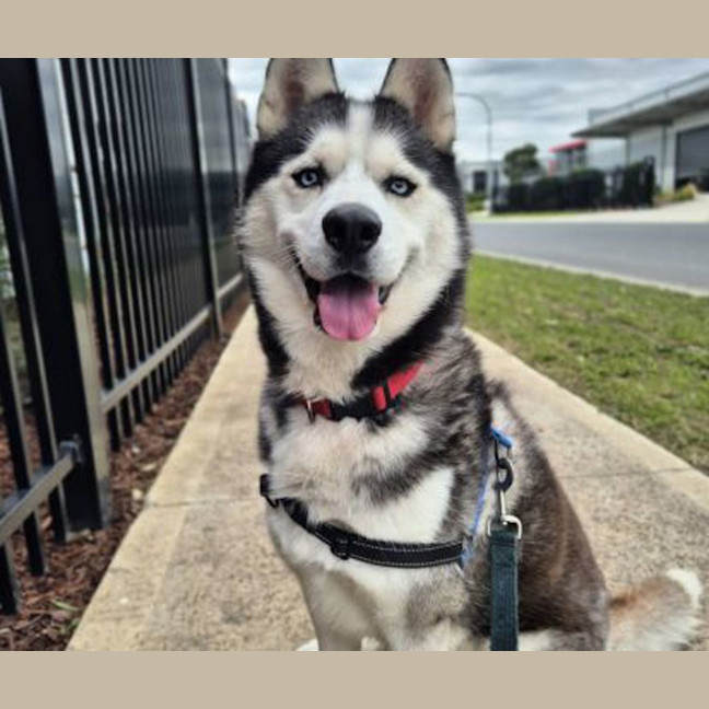 Photo of Smokey