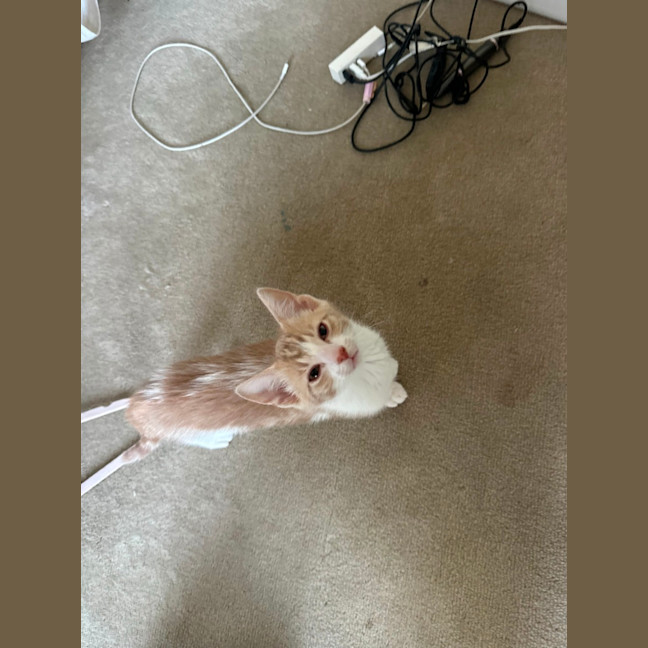 Photo of Basil