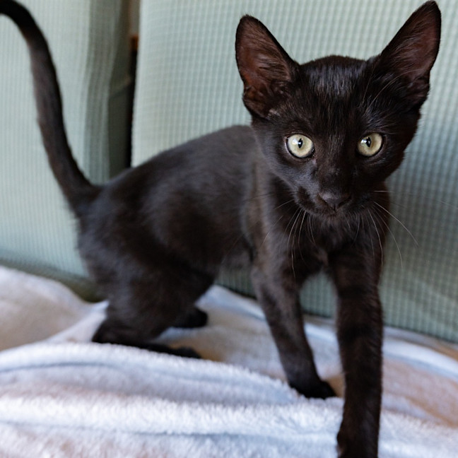 Photo of Cuddle Monkey