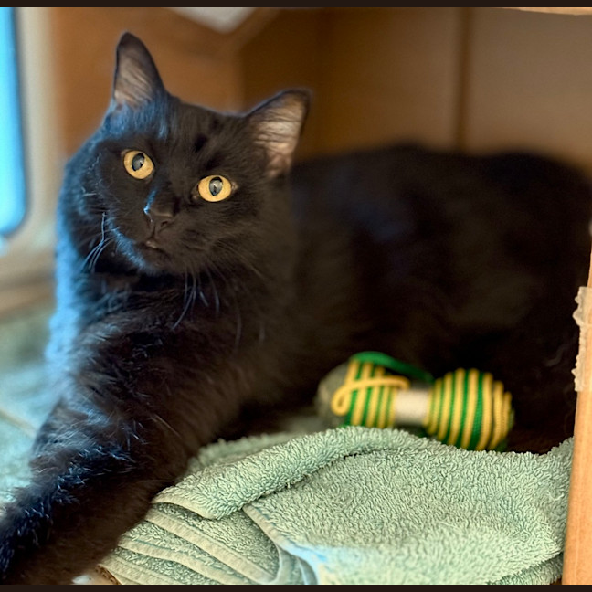 Photo of Luna