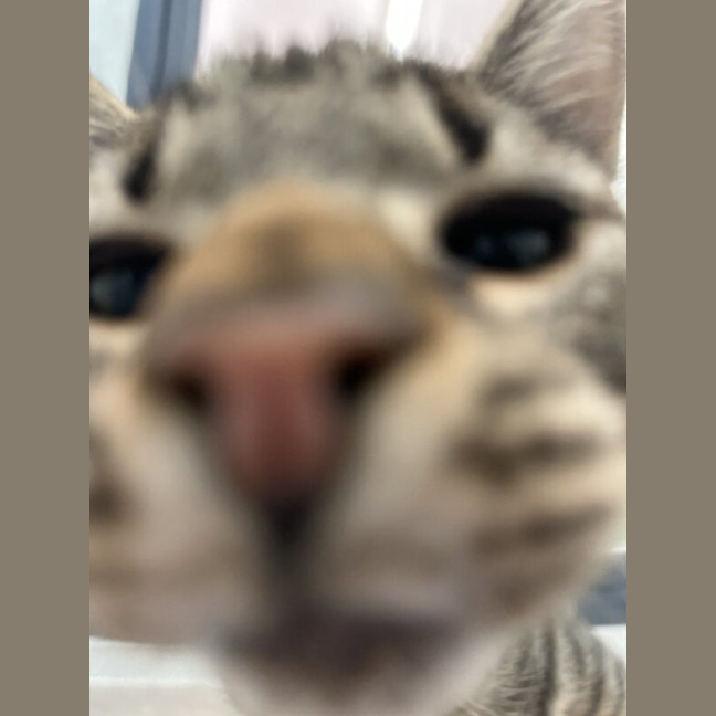 Photo of Melvin