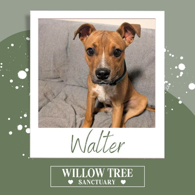 Photo of Walter
