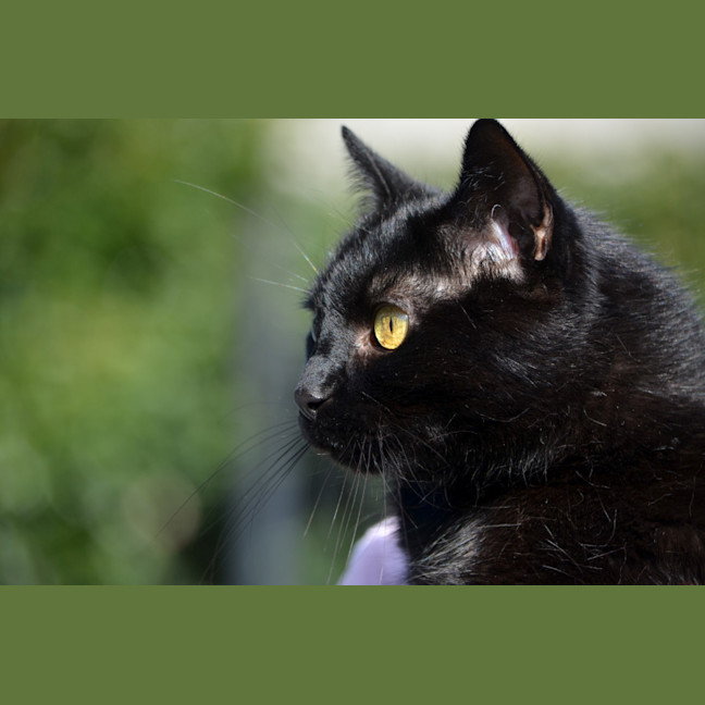 Photo of Winston   13 Year Old Domestic Short Hair