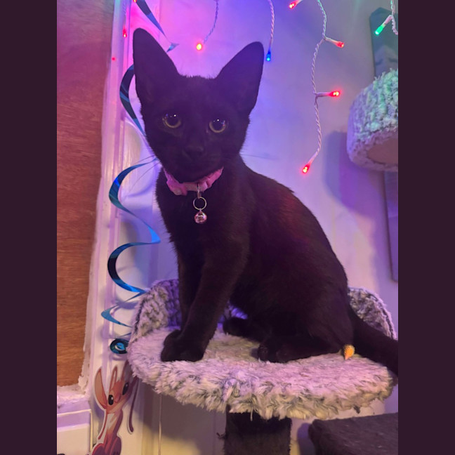 Photo of Whiskers K31