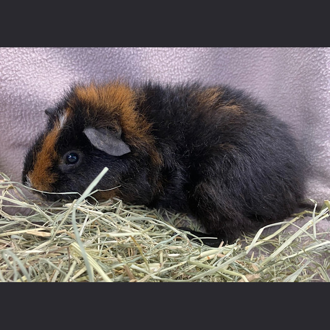 Photo of Flash