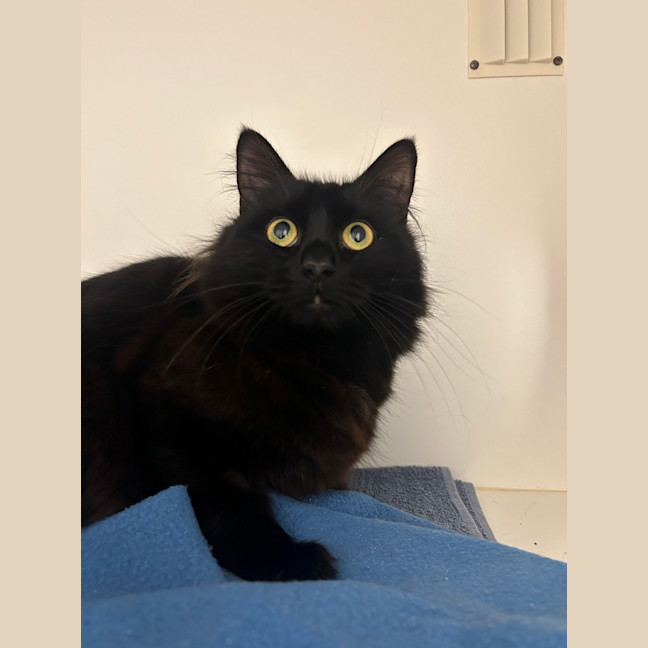 Photo of Raven