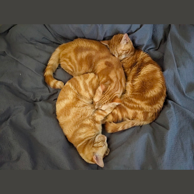 Photo of Quinn, Artemis & Ginge