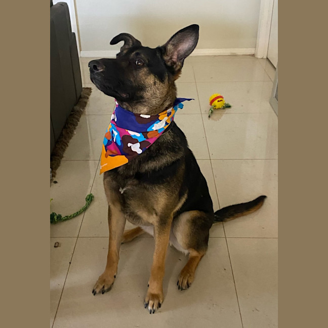 Photo of Jaeger   1 Year Old German Shepherd (Trial)