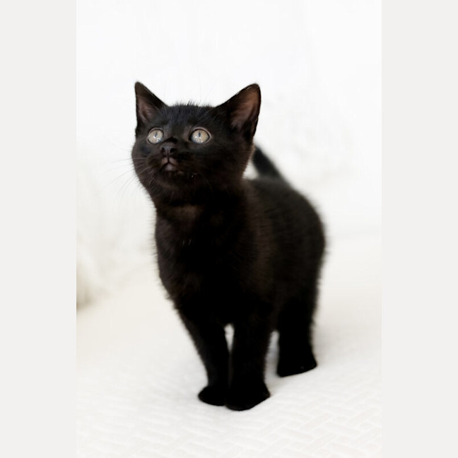 Photo of Indie